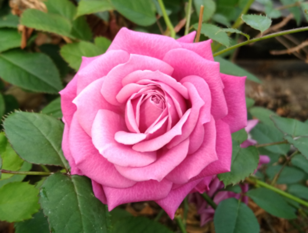 A17c9aaa61e80a1bf71d0d850af4e5baa9800bbd