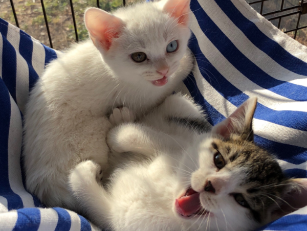 A17c9aaa61e80a1bf71d0d850af4e5baa9800bbd