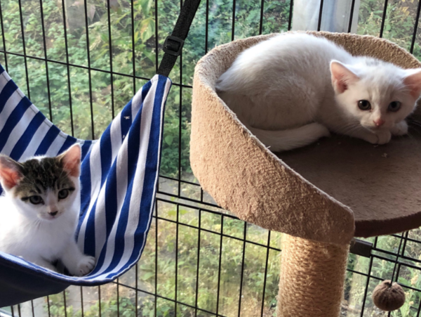 A17c9aaa61e80a1bf71d0d850af4e5baa9800bbd