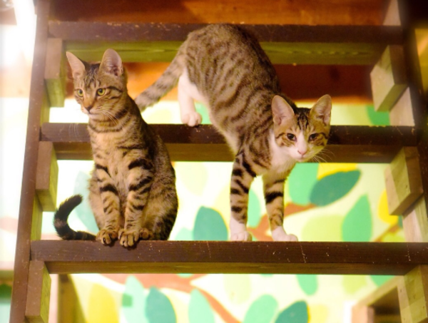 A17c9aaa61e80a1bf71d0d850af4e5baa9800bbd