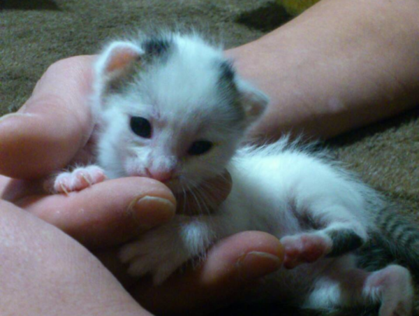 A17c9aaa61e80a1bf71d0d850af4e5baa9800bbd