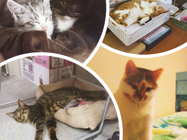 A17c9aaa61e80a1bf71d0d850af4e5baa9800bbd