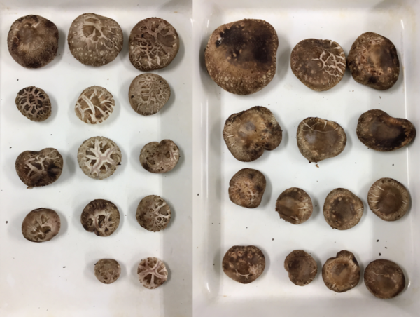 A17c9aaa61e80a1bf71d0d850af4e5baa9800bbd