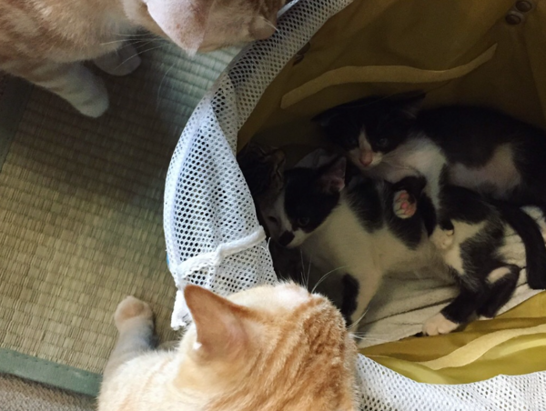 A17c9aaa61e80a1bf71d0d850af4e5baa9800bbd