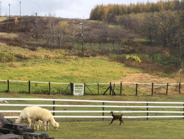 A17c9aaa61e80a1bf71d0d850af4e5baa9800bbd