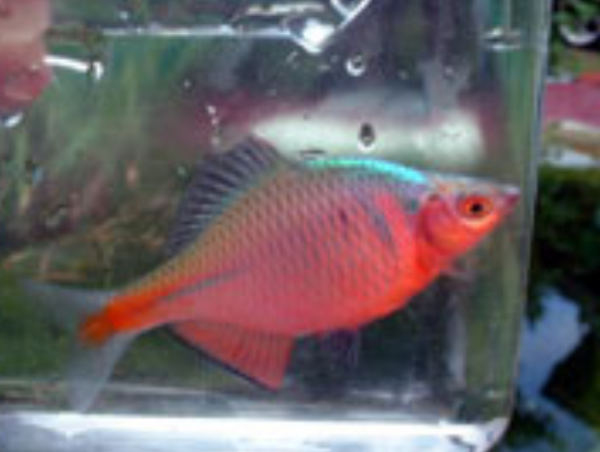 A17c9aaa61e80a1bf71d0d850af4e5baa9800bbd