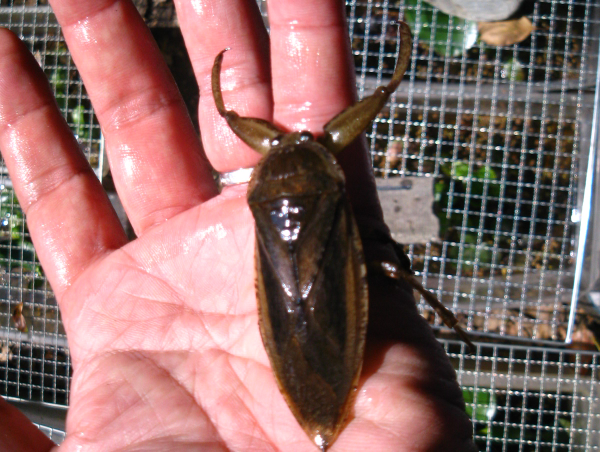 A17c9aaa61e80a1bf71d0d850af4e5baa9800bbd