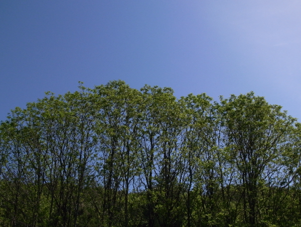 A17c9aaa61e80a1bf71d0d850af4e5baa9800bbd