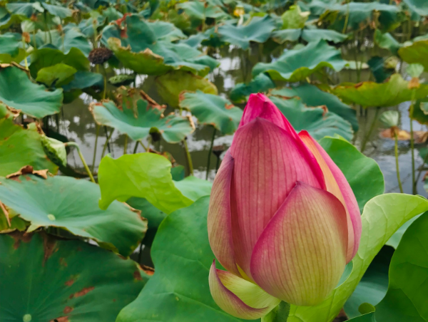 A17c9aaa61e80a1bf71d0d850af4e5baa9800bbd