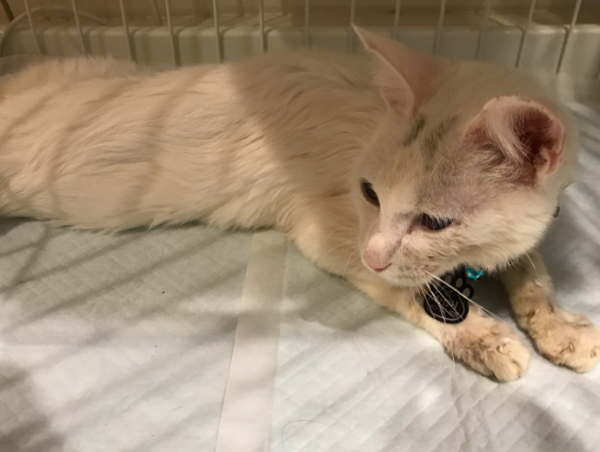 A17c9aaa61e80a1bf71d0d850af4e5baa9800bbd