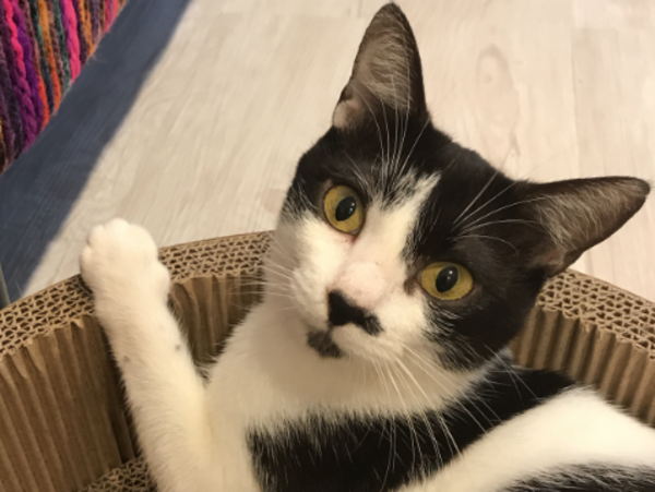 A17c9aaa61e80a1bf71d0d850af4e5baa9800bbd