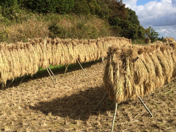 A17c9aaa61e80a1bf71d0d850af4e5baa9800bbd