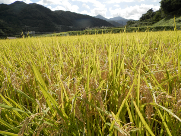 A17c9aaa61e80a1bf71d0d850af4e5baa9800bbd