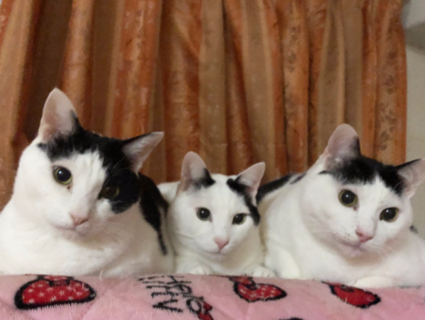 A17c9aaa61e80a1bf71d0d850af4e5baa9800bbd