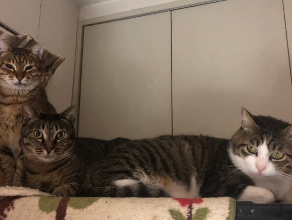 A17c9aaa61e80a1bf71d0d850af4e5baa9800bbd