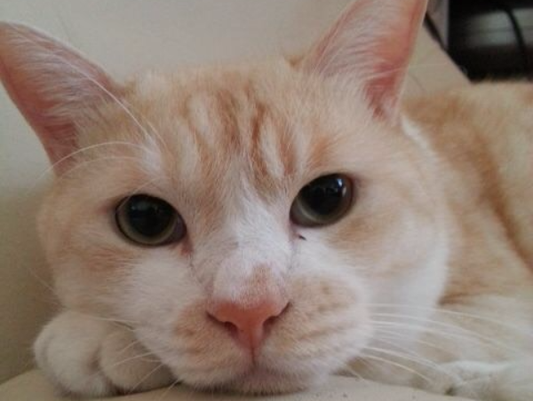 A17c9aaa61e80a1bf71d0d850af4e5baa9800bbd