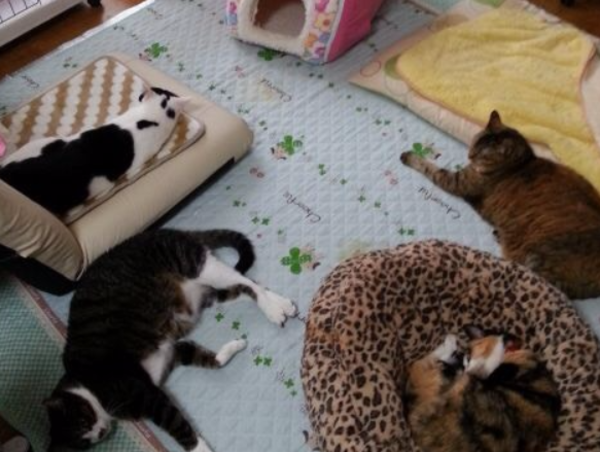 A17c9aaa61e80a1bf71d0d850af4e5baa9800bbd