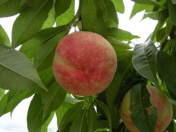 A17c9aaa61e80a1bf71d0d850af4e5baa9800bbd