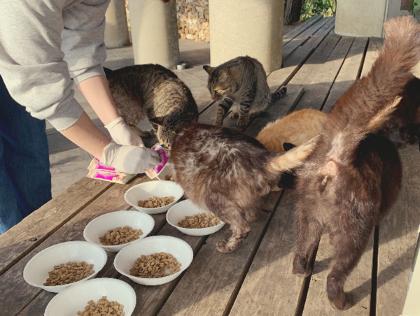 A17c9aaa61e80a1bf71d0d850af4e5baa9800bbd