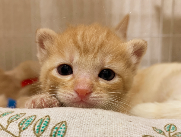 A17c9aaa61e80a1bf71d0d850af4e5baa9800bbd