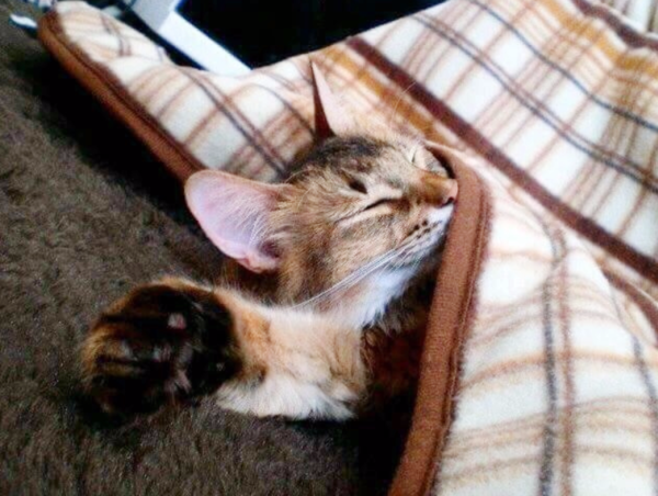 A17c9aaa61e80a1bf71d0d850af4e5baa9800bbd