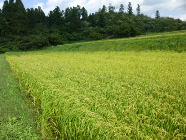 A17c9aaa61e80a1bf71d0d850af4e5baa9800bbd