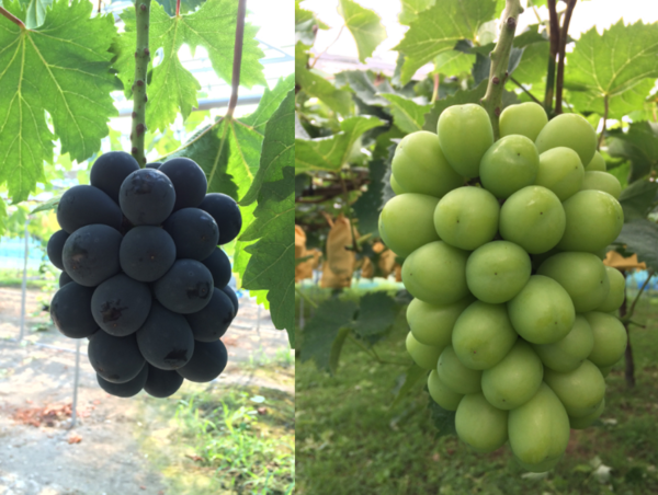 A17c9aaa61e80a1bf71d0d850af4e5baa9800bbd