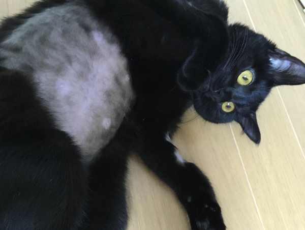 A17c9aaa61e80a1bf71d0d850af4e5baa9800bbd