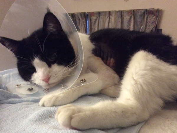 A17c9aaa61e80a1bf71d0d850af4e5baa9800bbd