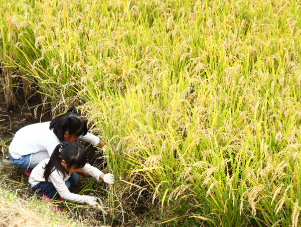 A17c9aaa61e80a1bf71d0d850af4e5baa9800bbd