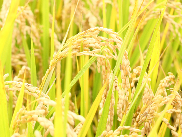 A17c9aaa61e80a1bf71d0d850af4e5baa9800bbd