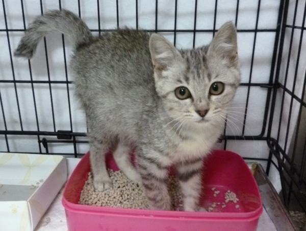 A17c9aaa61e80a1bf71d0d850af4e5baa9800bbd