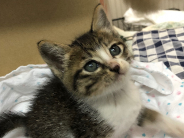 A17c9aaa61e80a1bf71d0d850af4e5baa9800bbd