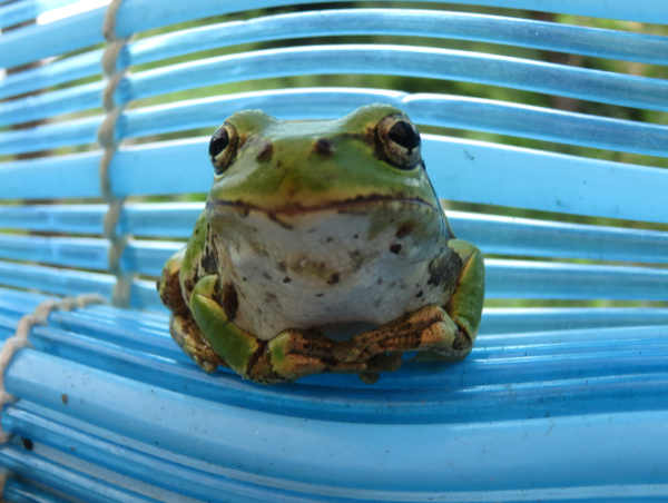 A17c9aaa61e80a1bf71d0d850af4e5baa9800bbd