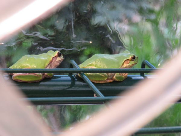 A17c9aaa61e80a1bf71d0d850af4e5baa9800bbd