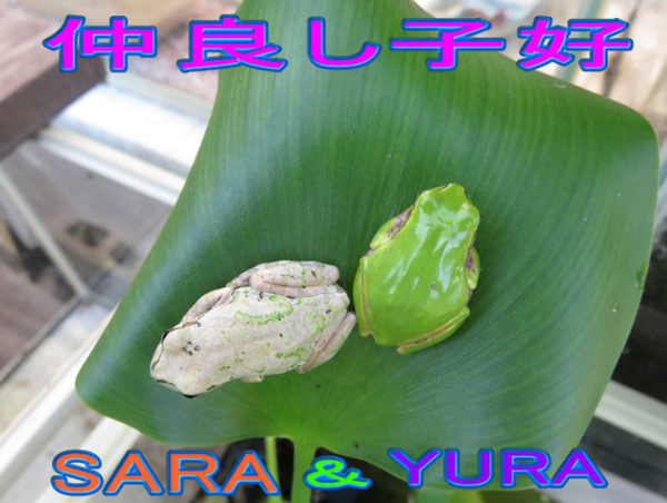 A17c9aaa61e80a1bf71d0d850af4e5baa9800bbd