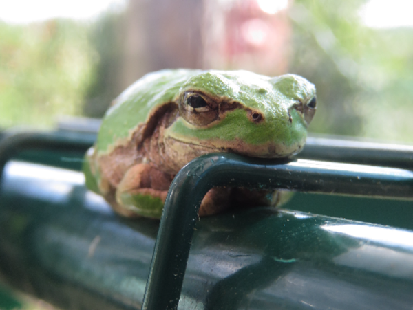 A17c9aaa61e80a1bf71d0d850af4e5baa9800bbd