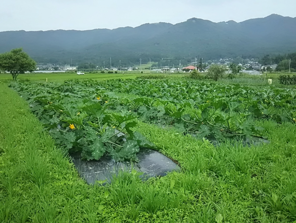 A17c9aaa61e80a1bf71d0d850af4e5baa9800bbd