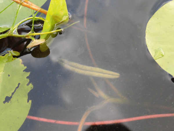 A17c9aaa61e80a1bf71d0d850af4e5baa9800bbd