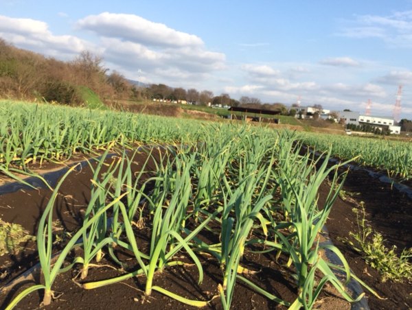 A17c9aaa61e80a1bf71d0d850af4e5baa9800bbd