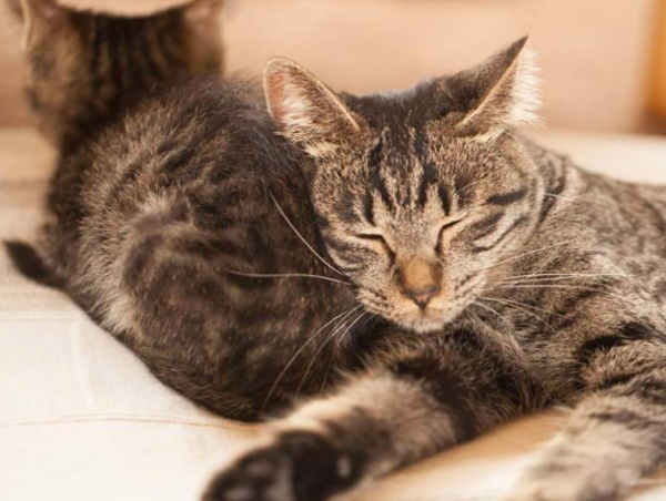 A17c9aaa61e80a1bf71d0d850af4e5baa9800bbd