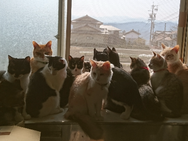 A17c9aaa61e80a1bf71d0d850af4e5baa9800bbd