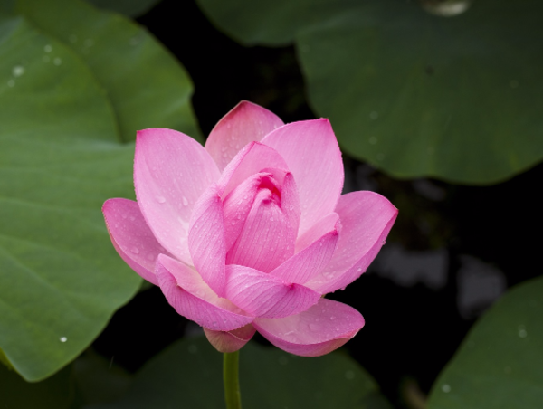 A17c9aaa61e80a1bf71d0d850af4e5baa9800bbd