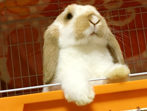 A17c9aaa61e80a1bf71d0d850af4e5baa9800bbd