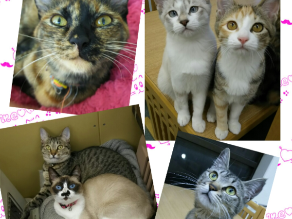 A17c9aaa61e80a1bf71d0d850af4e5baa9800bbd