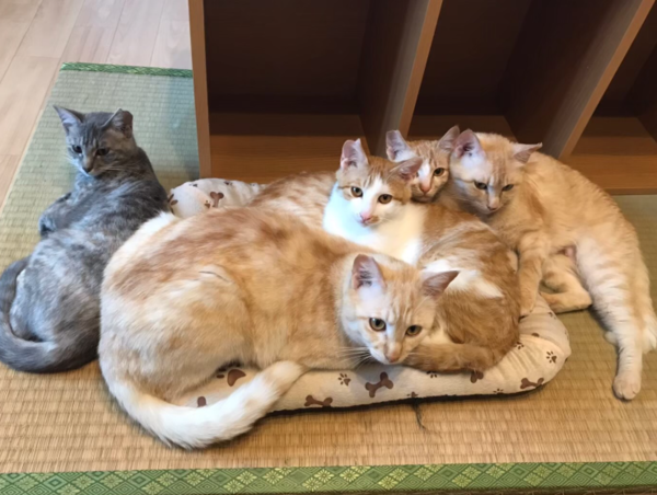 A17c9aaa61e80a1bf71d0d850af4e5baa9800bbd