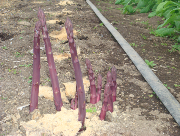 A17c9aaa61e80a1bf71d0d850af4e5baa9800bbd