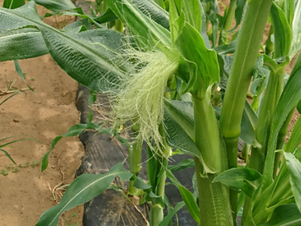 A17c9aaa61e80a1bf71d0d850af4e5baa9800bbd