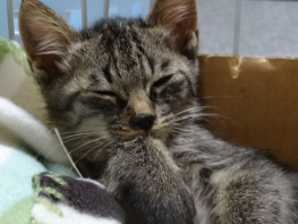 A17c9aaa61e80a1bf71d0d850af4e5baa9800bbd