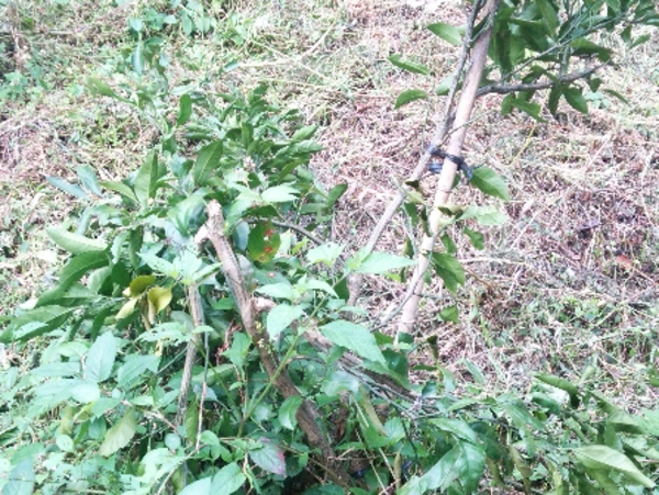 A17c9aaa61e80a1bf71d0d850af4e5baa9800bbd